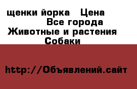 щенки йорка › Цена ­ 15 000 - Все города Животные и растения » Собаки   